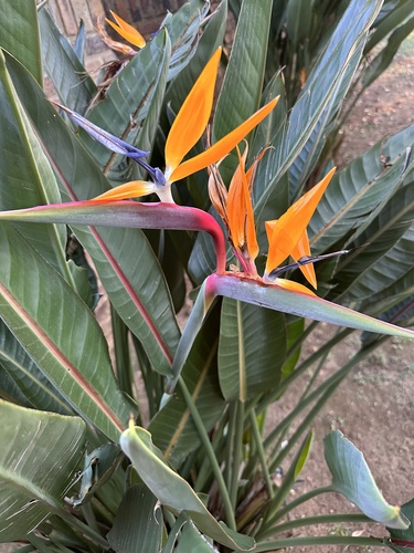 Strelitzia reginae