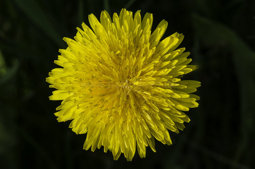 Taraxacum officinale