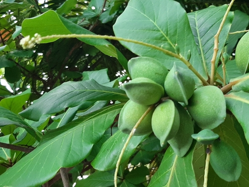 Terminalia catappa