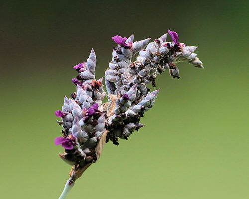 Thalia dealbata