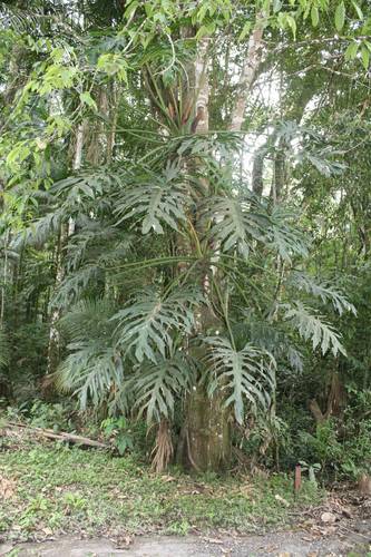 Thaumatophyllum bipinnatifidum