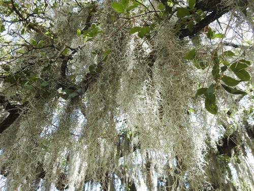 Tillandsia usneoides