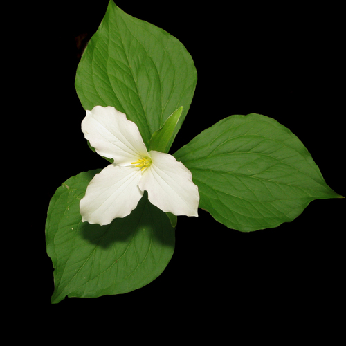 Trillium grandiflorum