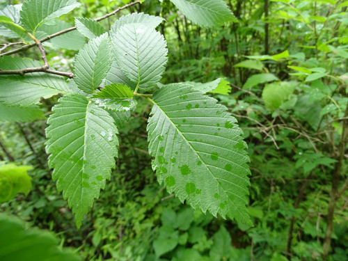 Ulmus americana
