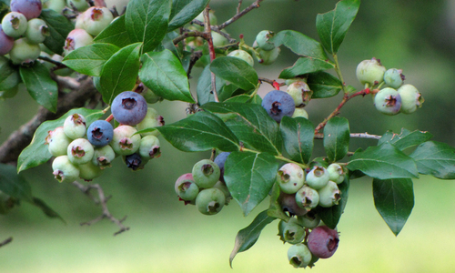 Vaccinium corymbosum