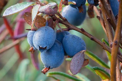 Vaccinium uliginosum