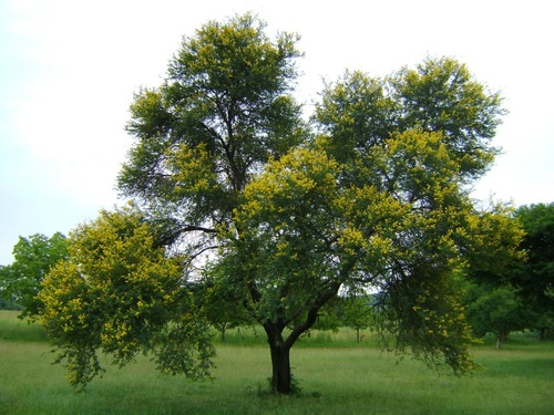 Vachellia karroo