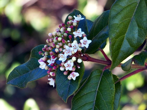Viburnum tinus