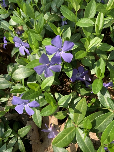 Vinca minor