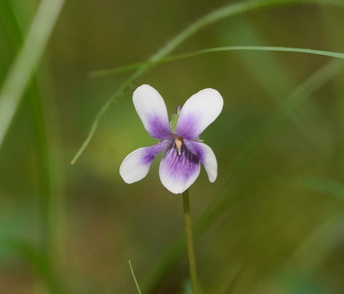 Viola hederacea