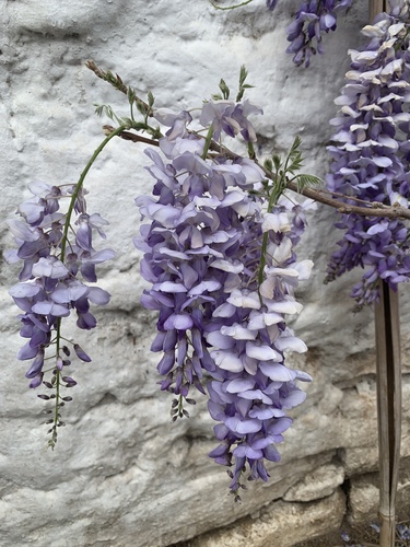 Wisteria sinensis