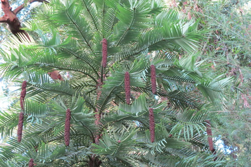 Wollemia nobilis