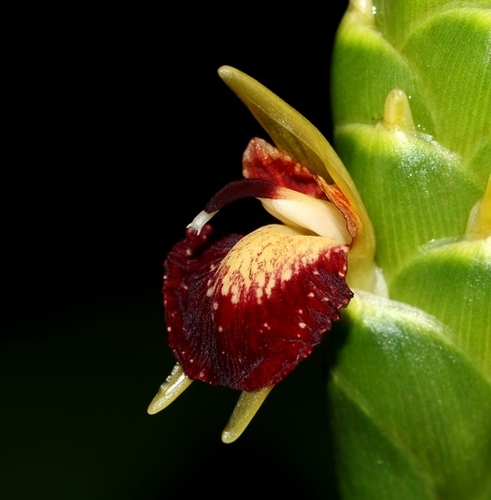 Zingiber officinale